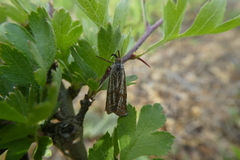 Thisanotia chrysonuchella