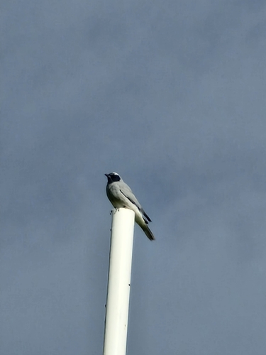 Black-faced Cuckooshrike
