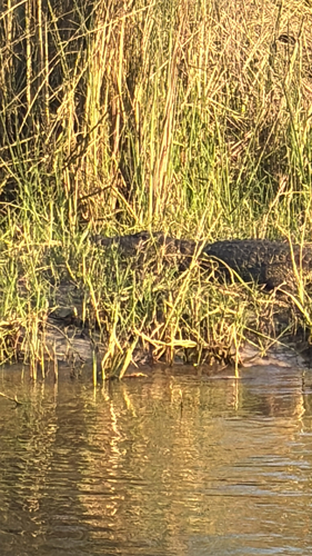 Nile Crocodile