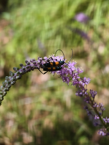 Polyzonus fasciatus