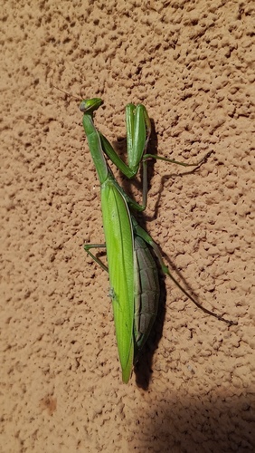 European Mantis