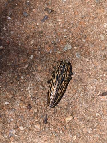 Chalcophora japonica