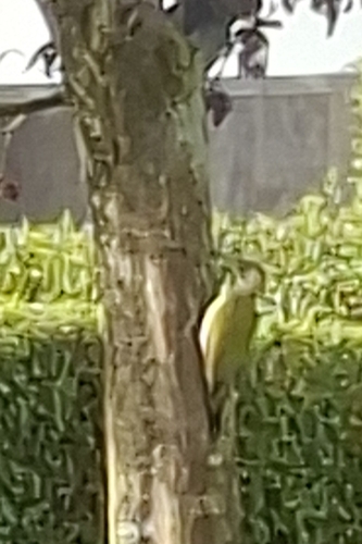Eurasian Green Woodpecker