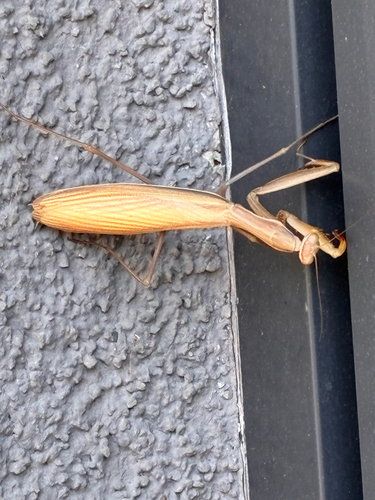 European Mantis