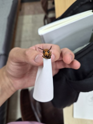 Asian Giant Hornet