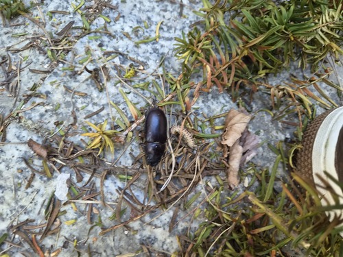 Dybowski's Stag Beetle
