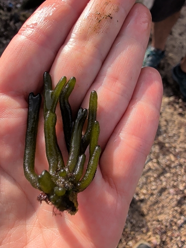 Codium tomentosum observed 2026-09-26