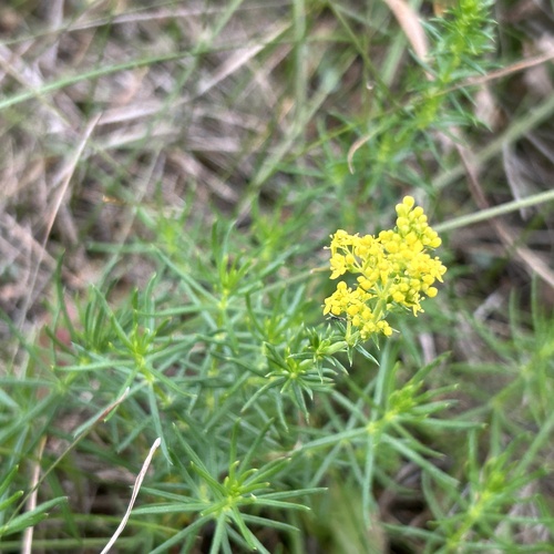 Lady's Bedstraw