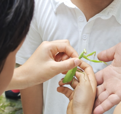Chinese Reddish Mantis