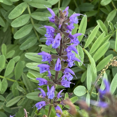 Meadow Sage