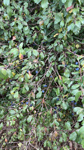 Blackthorn