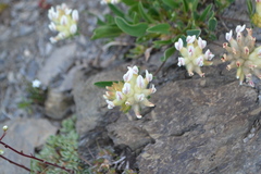 Anthyllis vulneraria alpestris