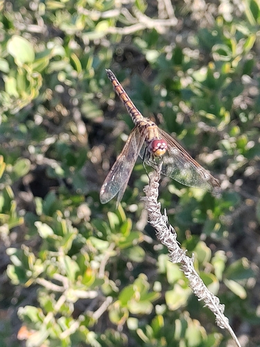 Violet Dropwing
