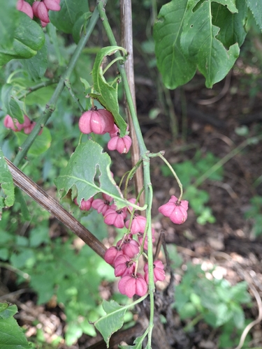 Spindle