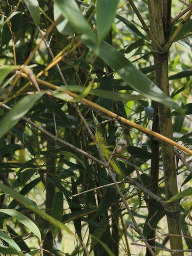 Large Green Grasshopper