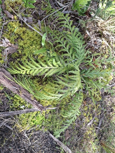 Asplenium appendiculatum observed 2026-09-25
