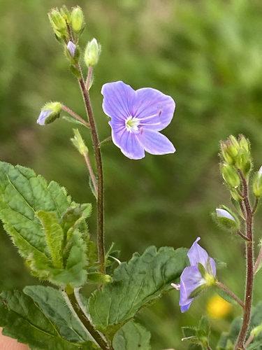 Germander Speedwell