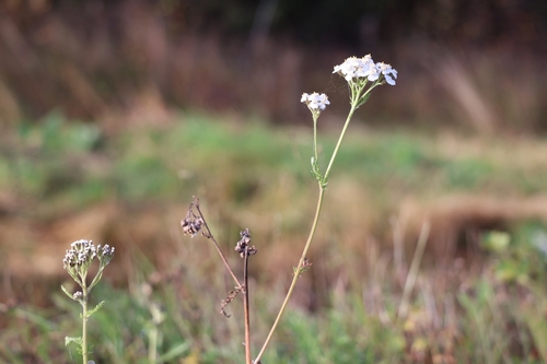 common yarrow