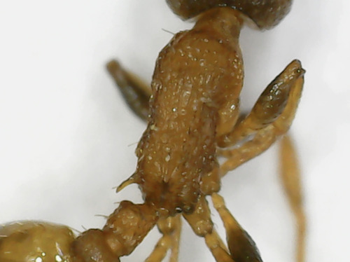 Temnothorax affinis