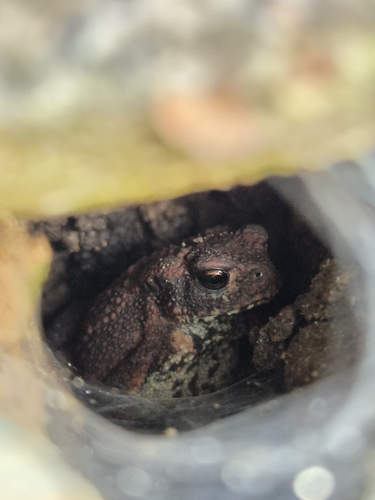 European Toad