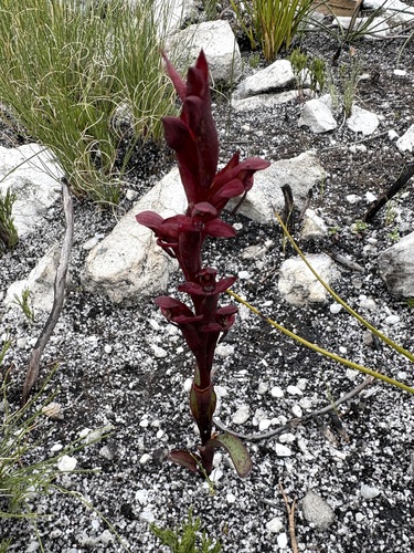 Disa ophrydea, photograph 1