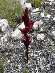 Disa ophrydea