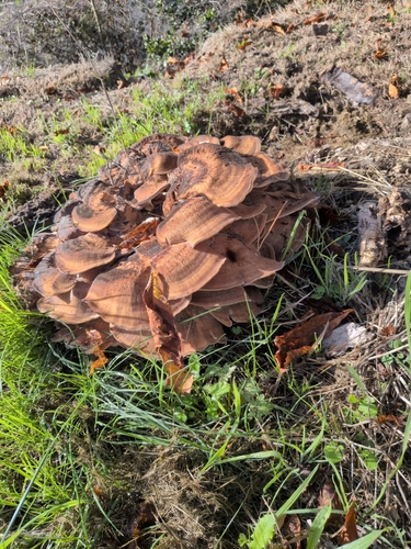 Giant Polypore