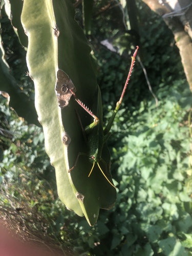 Large Green Grasshopper