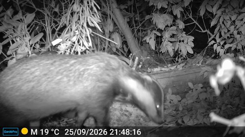 European Badger