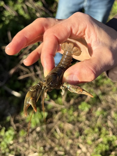 Stone Crayfish