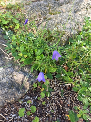 Campanula rotundifolia, photograph 2
