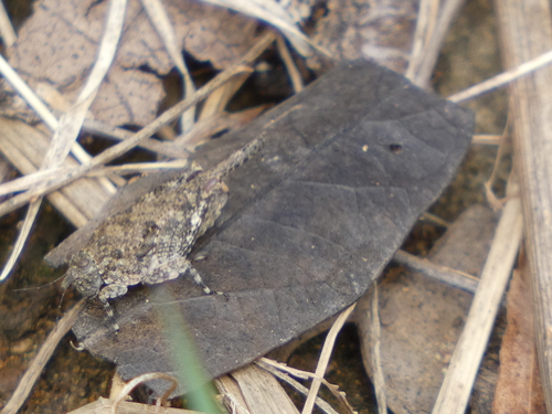 Mexican Pygmy Grasshopper
