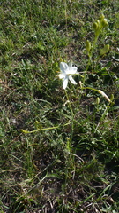 Anthericum ramosum