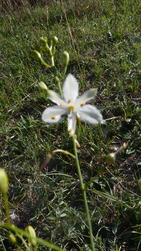 Anthericum ramosum, photograph 2