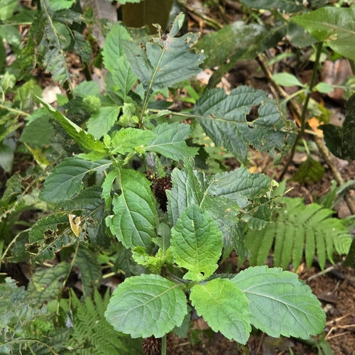 Hyptis capitata, photograph 2