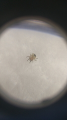 Araneinae