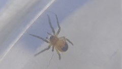 Araneinae