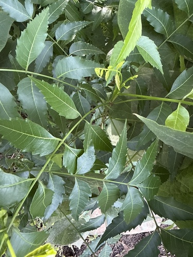 Neem