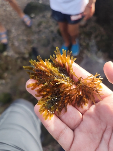 Northwest Pacific brown alga