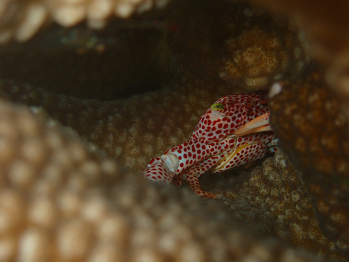 Trapezia rufopunctata observed 2026-09-26