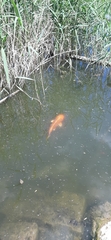 Cyprinus rubrofuscus