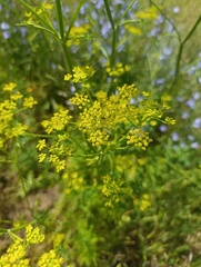 Pastinaca sativa, photograph (c) Мирослав Соболев, some rights reserved (CC BY)