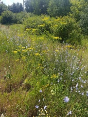 Pastinaca sativa, photograph (c) Мирослав Соболев, some rights reserved (CC BY)