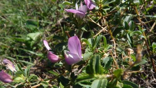 Ononis spinosa