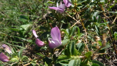Ononis spinosa