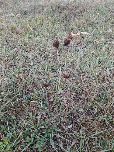 Red Clover