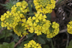 Alyssum montanum gmelinii