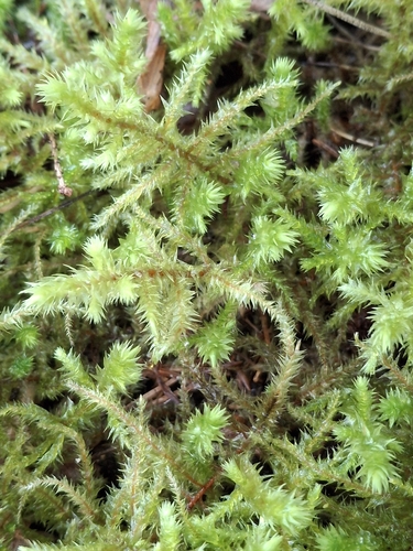 rough goose neck moss