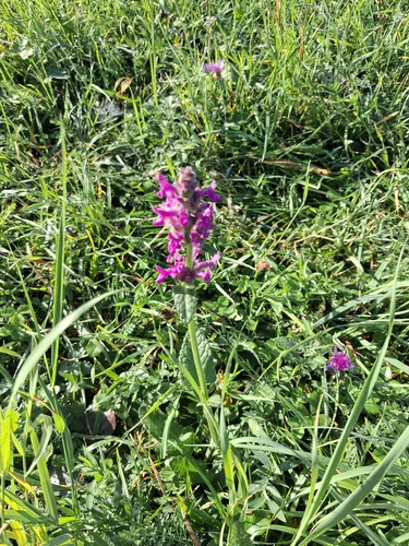 common hedge-nettle