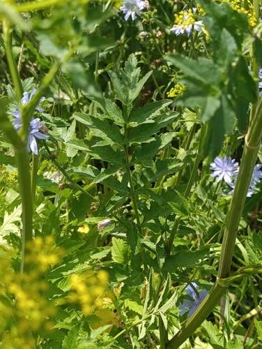 Pastinaca sativa, photograph 5